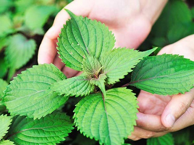 mach-ban-cach-giam-can-ngon-mieng-voi-la-tia-to